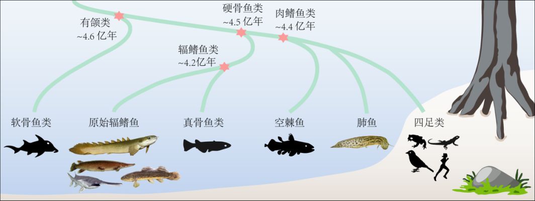 肺魚基因組研究的最新進展，美洲肺魚基因組與人類基因組差異，肺魚基因組與人類基因組差異