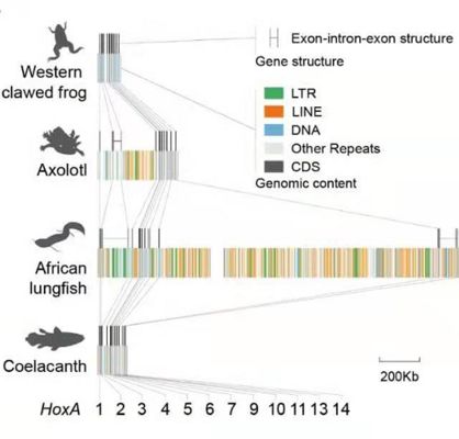 肺魚基因組研究的最新進展，美洲肺魚基因組與人類基因組差異，肺魚基因組與人類基因組差異