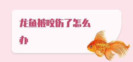 龍魚被咬傷多久能好啊：被龍魚咬傷并出血了怎么辦 龍魚被咬傷多久能好啊：被龍魚咬傷并出血了怎么辦 龍魚百科 第3張