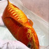 鄭州龍魚出售信息最新