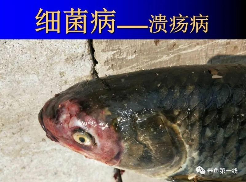 銀龍魚嘴爛了多久可以恢復正常活動