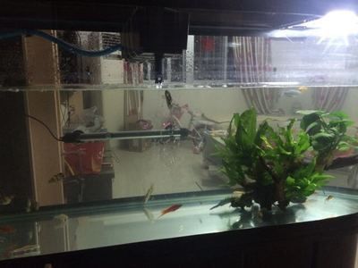 養曼龍魚是風水魚嗎（曼龍魚在風水學中有什么作用？）