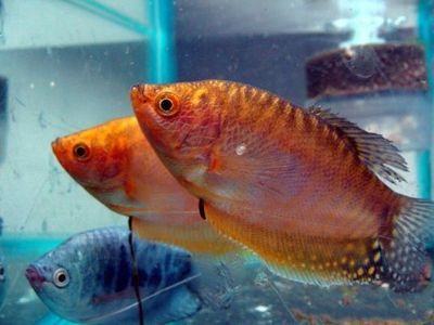 養曼龍魚是風水魚嗎（曼龍魚在風水學中有什么作用？）