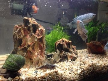 養曼龍魚是風水魚嗎（曼龍魚在風水學中有什么作用？）