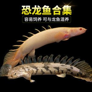 龍魚養多久會認主人：龍魚養多久會認主，龍魚養多久會認主人