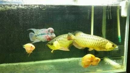 龍魚養多久會認主人：龍魚養多久會認主，龍魚養多久會認主人
