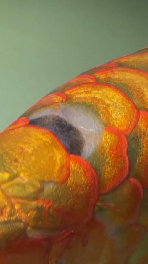 粉色金龍魚圖片