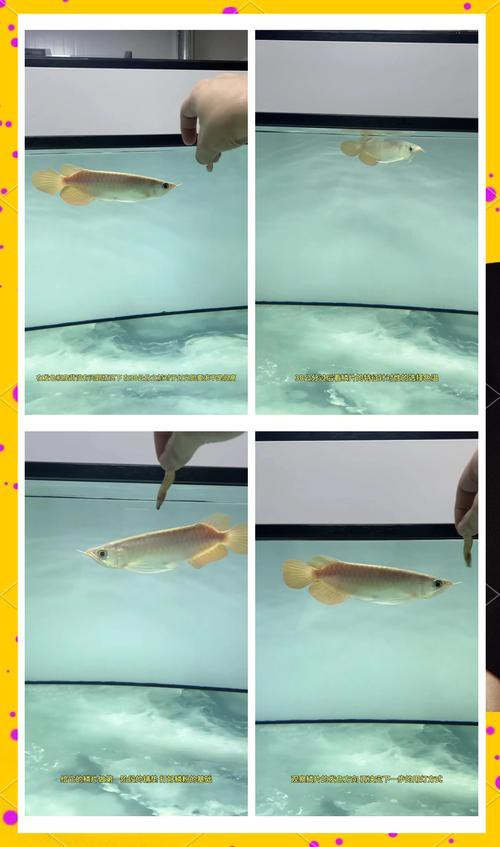 粉色金龍魚圖片