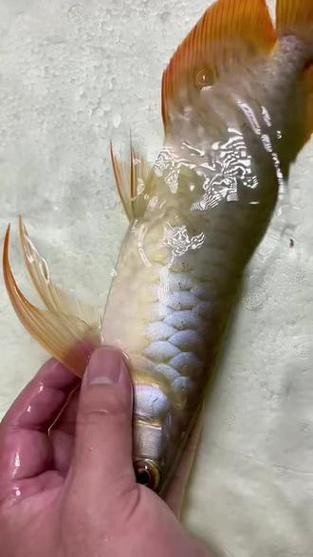粉色金龍魚圖片