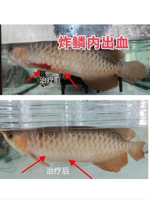 龍魚常見疾病與治療方案圖片