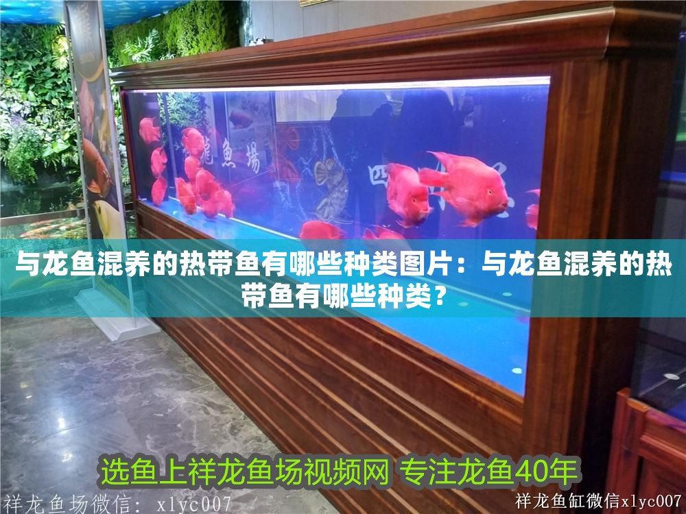 與龍魚混養的熱帶魚有哪些種類圖片：與龍魚混養的熱帶魚有哪些種類？