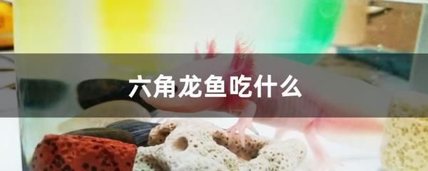 龍魚喂大魚肉（龍魚可以吃肉嗎？）