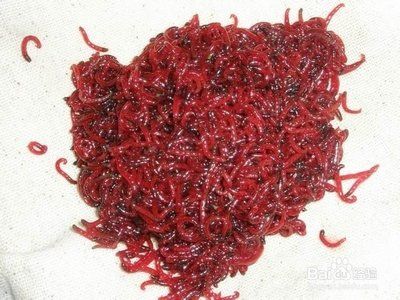 龍魚喂大魚肉（龍魚可以吃肉嗎？）