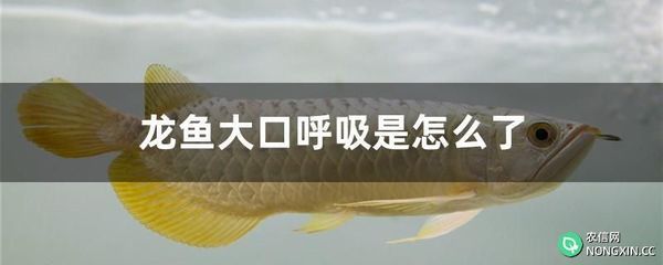 龍魚喂大魚肉（龍魚可以吃肉嗎？）
