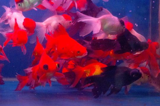紅龍魚放珊瑚骨好嗎:養殖紅龍魚的注意事項 龍魚百科 第2張 紅龍魚放珊瑚骨好嗎:養殖紅龍魚的注意事項 紅龍魚放珊瑚骨好嗎:養殖紅龍魚的注意事項 龍魚百科 第2張