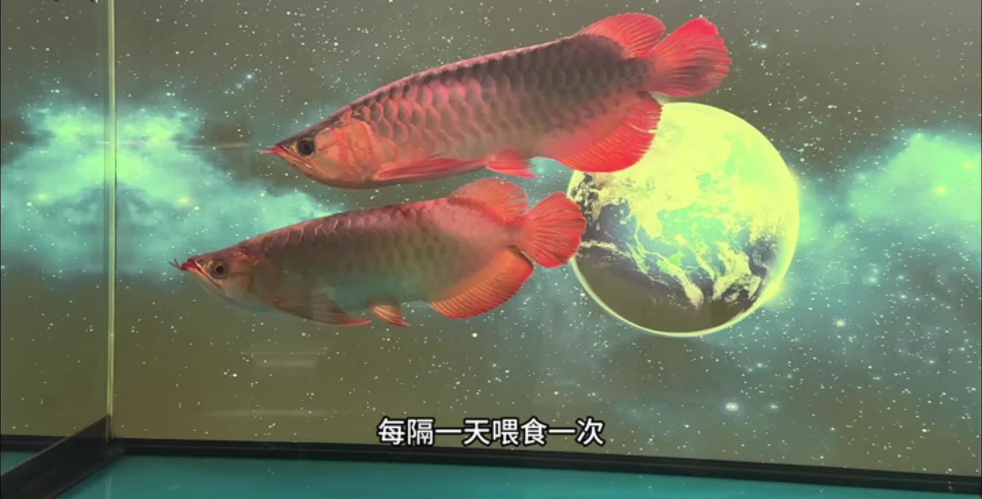 龍魚內外寄的最佳治療順序
