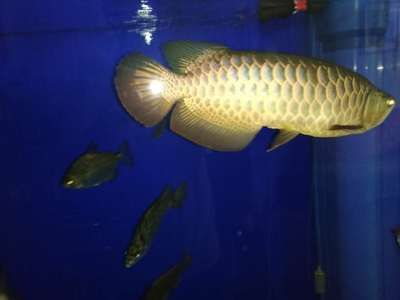 龍魚爬背用什么燈（對于金龍魚的爬背，燈光的選擇至關重要，金龍魚燈光的選擇至關重要）