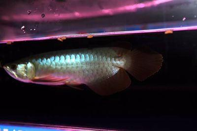 龍魚爬背用什么燈（對于金龍魚的爬背，燈光的選擇至關重要，金龍魚燈光的選擇至關重要）