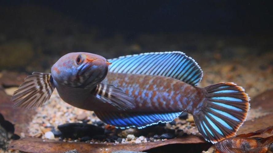 什么叫雷龍魚(yú)的圖片大全大圖 龍魚(yú)百科 第40張 什么叫雷龍魚(yú)的圖片大全大圖 什么叫雷龍魚(yú)的圖片大全大圖 龍魚(yú)百科 第40張