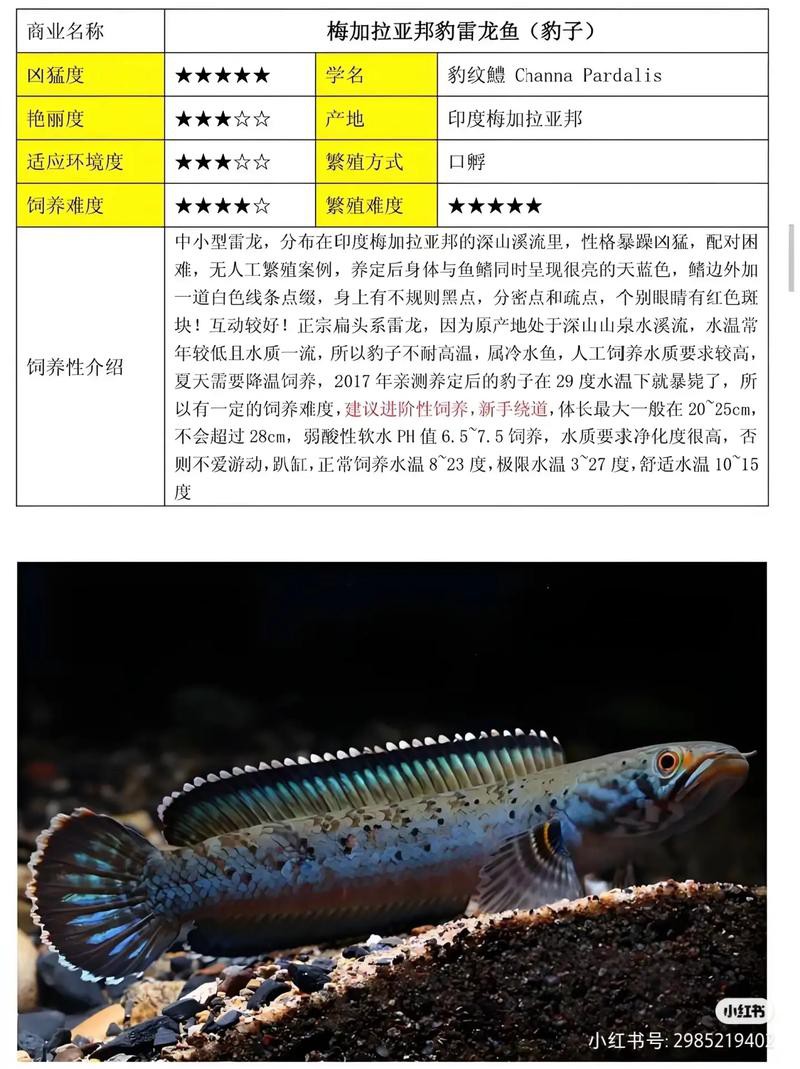 什么叫雷龍魚(yú)的圖片大全大圖 龍魚(yú)百科 第11張 什么叫雷龍魚(yú)的圖片大全大圖 什么叫雷龍魚(yú)的圖片大全大圖 龍魚(yú)百科 第11張