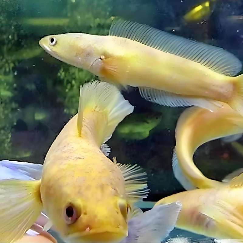 雷龍魚(yú)是什么科的魚(yú)類(lèi)