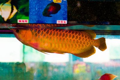 金龍魚制造商有哪些：金龍魚品牌的歷史沿革 金龍魚制造商有哪些：金龍魚品牌的歷史沿革 龍魚百科 第2張