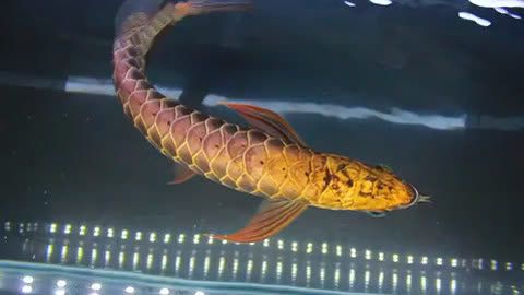 金龍魚制造商有哪些：金龍魚品牌的歷史沿革 金龍魚制造商有哪些：金龍魚品牌的歷史沿革 龍魚百科 第1張