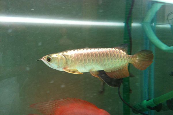 如何區(qū)分B過和其他過背金龍魚？