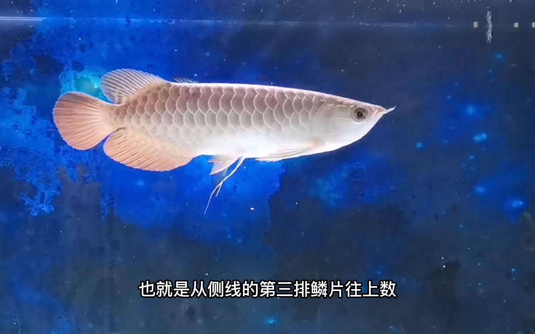 如何區(qū)分B過和其他過背金龍魚？