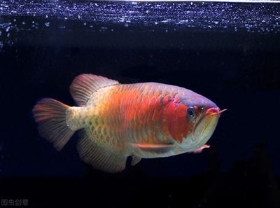 龍魚和火箭能混養(yǎng)嗎：龍魚與火箭魚混養(yǎng)食物選擇指南,混養(yǎng)環(huán)境布置技巧