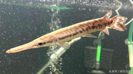 龍魚和火箭能混養(yǎng)嗎：龍魚與火箭魚混養(yǎng)食物選擇指南,混養(yǎng)環(huán)境布置技巧