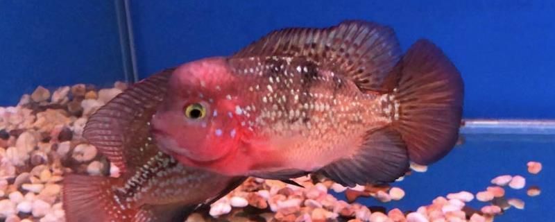 羅漢魚水質監控的具體方法，羅漢魚水質監控成本分析