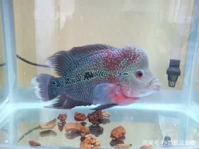 羅漢魚水質監控的具體方法，羅漢魚水質監控成本分析