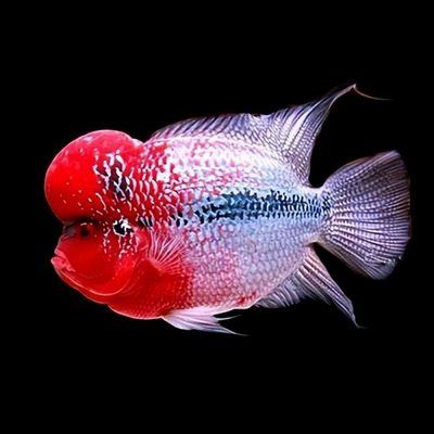 羅漢魚水質監控的具體方法，羅漢魚水質監控成本分析