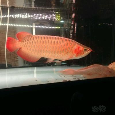 龍魚紅燈白燈的區(qū)別在哪：紅燈和白燈的區(qū)別在哪