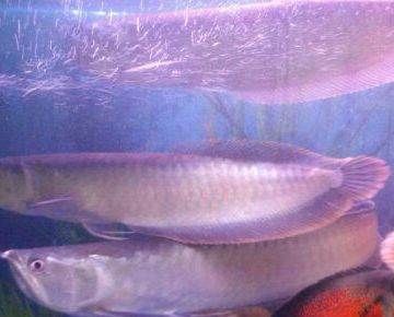 天津龍魚的批發地點在哪里啊（天津龍魚批發市場分布在城市的多個區域可以查詢具體地址） 天津龍魚的批發地點在哪里啊（天津龍魚批發市場分布在城市的多個區域可以查詢具體地址） 龍魚百科 第4張