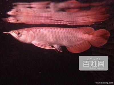 天津龍魚的批發地點在哪里啊（天津龍魚批發市場分布在城市的多個區域可以查詢具體地址） 天津龍魚的批發地點在哪里?。ㄌ旖螨堲~批發市場分布在城市的多個區域可以查詢具體地址） 龍魚百科 第2張