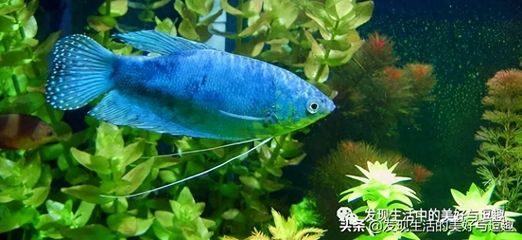 藍龍魚多少錢：藍龍魚市場價格波動原因藍底過背金龍魚養殖方法