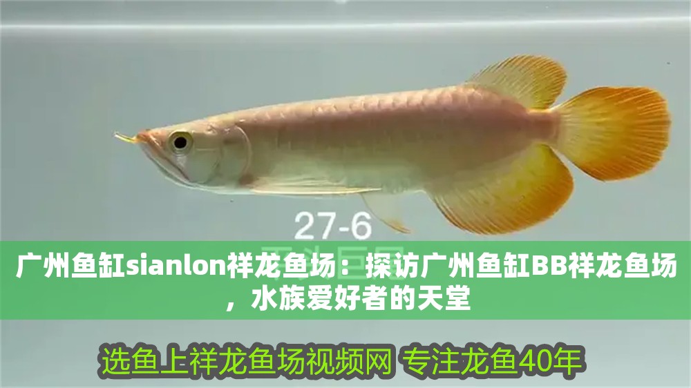 廣州魚缸sianlon祥龍魚場：探訪廣州魚缸BB祥龍魚場，水族愛好者的天堂