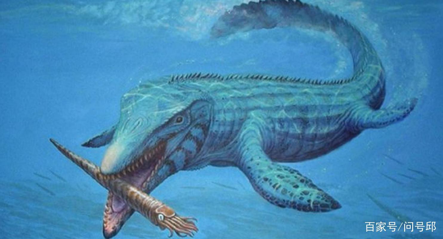 滄龍魚(yú)長(zhǎng)什么樣子圖片大全 龍魚(yú)百科 第13張 滄龍魚(yú)長(zhǎng)什么樣子圖片大全 滄龍魚(yú)長(zhǎng)什么樣子圖片大全 龍魚(yú)百科 第13張