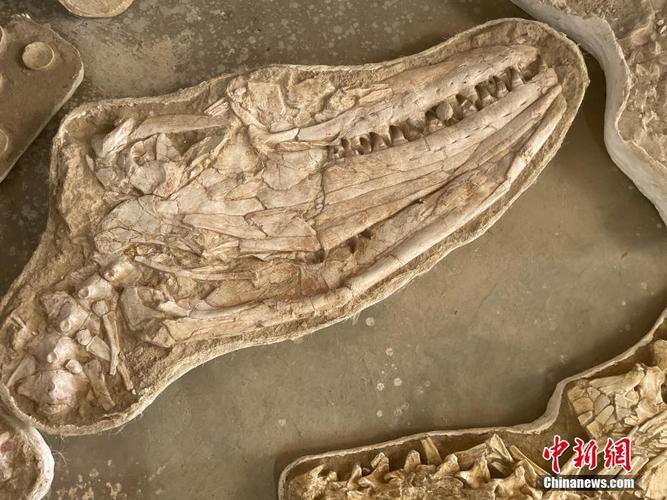 滄龍魚(yú)長(zhǎng)什么樣子圖片大全 龍魚(yú)百科 第10張 滄龍魚(yú)長(zhǎng)什么樣子圖片大全 滄龍魚(yú)長(zhǎng)什么樣子圖片大全 龍魚(yú)百科 第10張