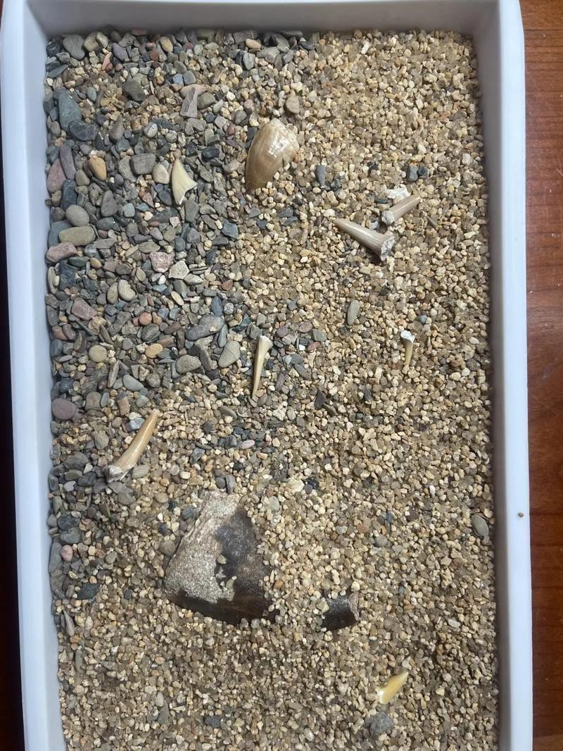 滄龍魚(yú)長(zhǎng)什么樣子圖片大全 滄龍魚(yú)長(zhǎng)什么樣子圖片大全 龍魚(yú)百科 第24張