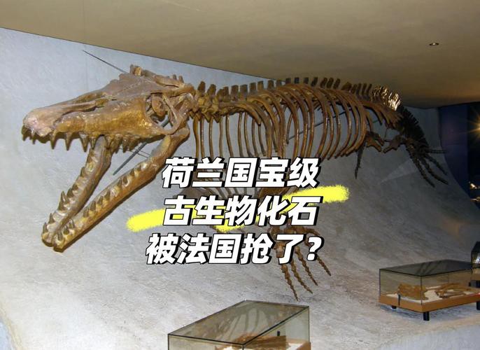 滄龍魚(yú)長(zhǎng)什么樣子圖片大全 龍魚(yú)百科 第7張 滄龍魚(yú)長(zhǎng)什么樣子圖片大全 滄龍魚(yú)長(zhǎng)什么樣子圖片大全 龍魚(yú)百科 第7張