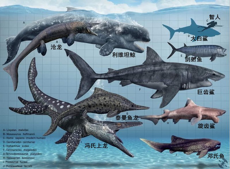 滄龍魚(yú)長(zhǎng)什么樣子圖片大全 滄龍魚(yú)長(zhǎng)什么樣子圖片大全 龍魚(yú)百科 第28張