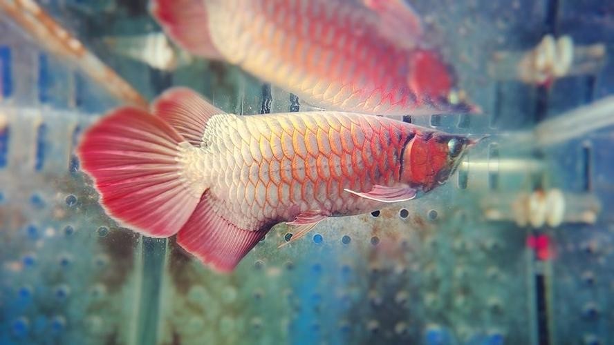 金龍魚觀賞專用燈