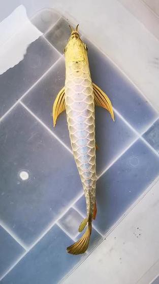 金頭過背金龍魚有哪些著名的品種？
