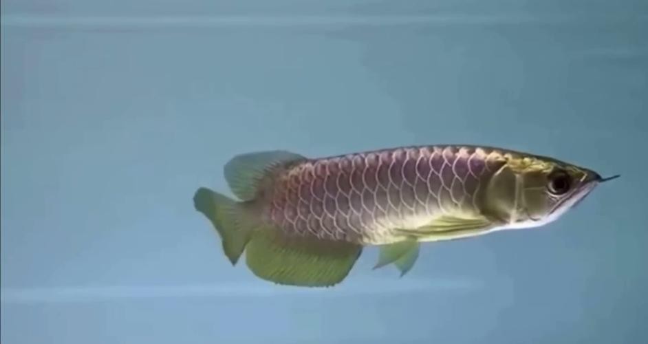 金頭過背金龍魚有哪些著名的品種？
