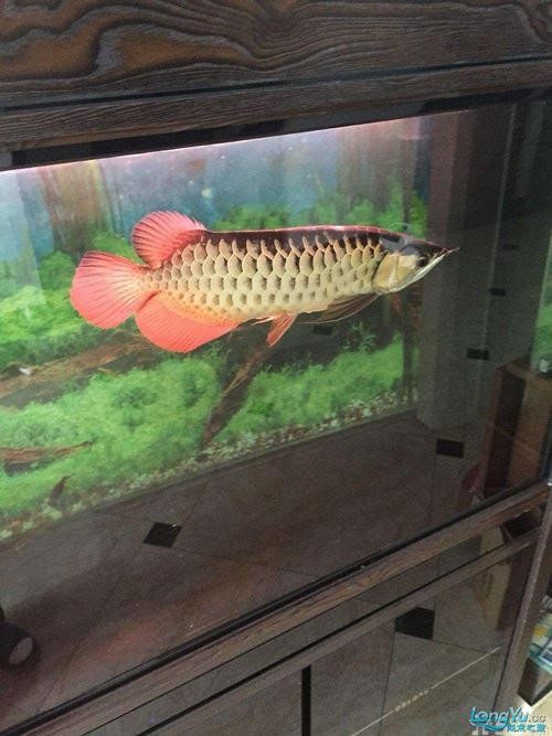 高背金龍魚和過背金龍魚的區別圖片大全視頻