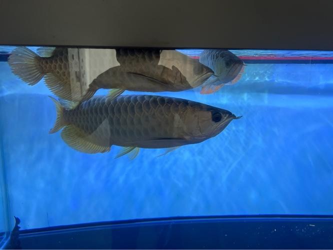 高背金龍魚和過背金龍魚的區別圖片大全視頻