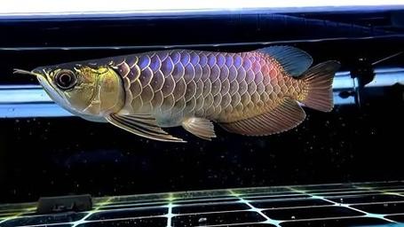 高背金龍魚和過背金龍魚的區別圖片大全視頻